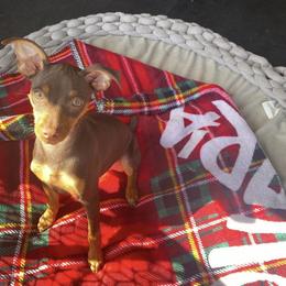 Miniature Pinscher All Grown Up from LA MINI PINS