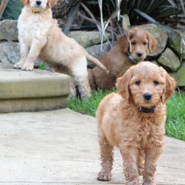 Australian Labradoodles and Goldendoodles from Sharper Doodles