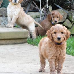 Australian Labradoodles and Goldendoodles from Sharper Doodles