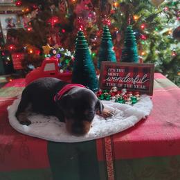Boxer and Miniature Pinscher Puppies from Pike's Pups