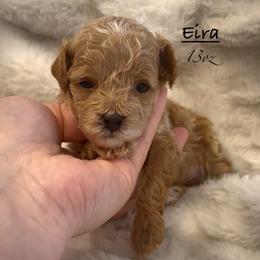 Eira - Red and white female Shihpoo puppy in Traverse City, Michigan from Riyem Wildflower Farms