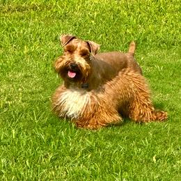 Bugatti - Miniature Schnauzer