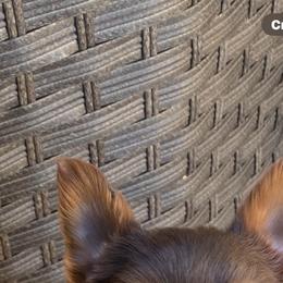Yorkshire Terrier Puppies from Betterthan Chocolate Yorkies