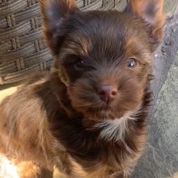 Yorkshire Terrier Puppies from Betterthan Chocolate Yorkies