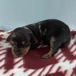 Coffee - Dapple male Dachshund puppy in Live Oak, Florida from Johnson’s Weiner Farm