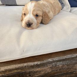 Ee red male - Red male Dachshund puppy in Mc Donough, Georgia from Hot Diggity Doxies