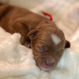 Max (red collar) - Red male Cavapoo puppy in Mouth Of Wilson, Virginia from HoneyBunn Doodle Co.
