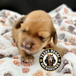 Hank - Cream male Dachshund puppy in Houston, Texas from Texas Regal Dachshunds LLC