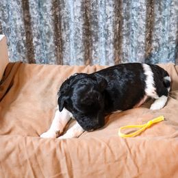 Poodle Puppies from BC’s Poodles on the Mountain