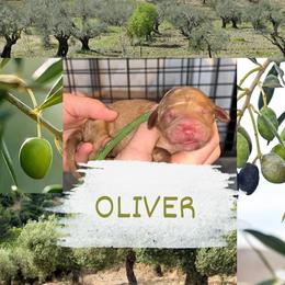 Oliver - Apricot male Goldendoodle puppy in Prosperity, Pennsylvania from Stelladoodles & Company