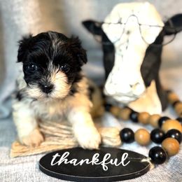 Oreo - Black and white female Havanese puppy in Green Sea Sc, South Carolina from Palmetto Puppies
