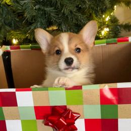 Kalvin - Red male Pembroke Welsh Corgi puppy in Helmville, Montana from Calie’s Corgis