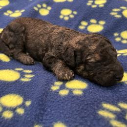 Brownie - Red phantom male Aussiedoodle puppy in Nottingham, Pennsylvania from Nottingham Aussiedoodles