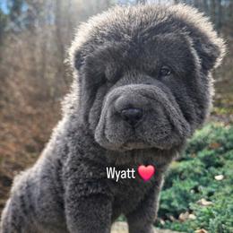 Wyatt - Blue male Chinese Shar-Pei puppy in Rome, Pennsylvania from Maynard Hills Chinese Sharpeis