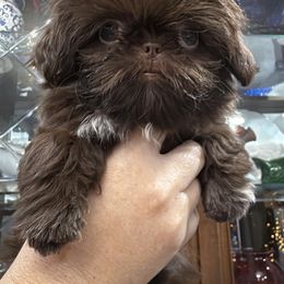 Maple - Liver and white female Shih Tzu puppy in Hanford, California from MeMaw Shih Tzus