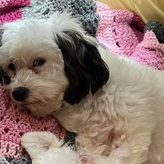 Assorted Doodle Crosses, Bichon Frises, Poodles, and Shichons from Mozzie's Waggineers