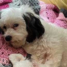 Assorted Doodle Crosses, Bichon Frises, Poodles, and Shichons from Mozzie's Waggineers