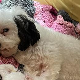 Assorted Doodle Crosses, Bichon Frises, Poodles, and Shichons from Mozzie's Waggineers
