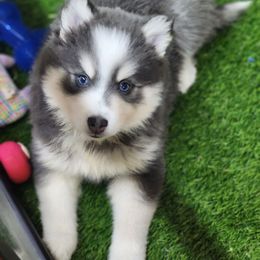 Topaz - Blue female Pomsky puppy in Albany, Indiana from Hatz Off Puppies