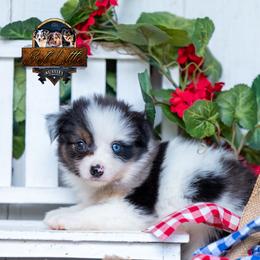 Jewel - Blue merle female Miniature American Shepherd puppy in Granbury, Texas from Best Little Aussies