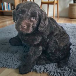 Hank - Chocolate male Australian Labradoodle puppy in Glenford, Ohio from Mi-De Doodles