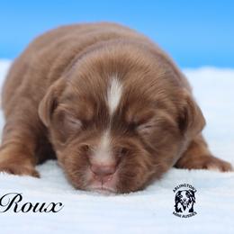 Bali - Red tri male Miniature Australian Shepherd puppy in Weeki Wachee, Florida from Arlington's Mini Aussies