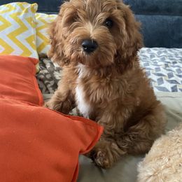 Cockapoo Puppies from Chesapeake Cockapoos
