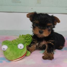 GREEN - Black and tan male Yorkshire Terrier puppy in Grand Terrace, California from CLC SOUTHERN YORKIES