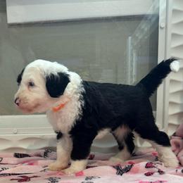 CHEESECAKE - Black and white female Sheepadoodle puppy in Riverside, California from Downtown Doodles & Frenchies
