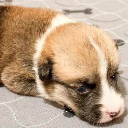 Ruby - Red male Pembroke Welsh Corgi puppy in Kiowa, Colorado from Cool Water Corgis LLC