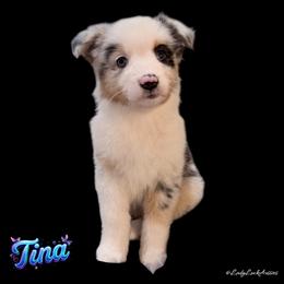 1st Pick Blue Merle Female - Blue merle female Australian Shepherd puppy in Gainesville, Texas from Lady Luck Aussies