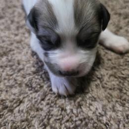 Boy 5 - White and badger male Great Pyrenees puppy in Ruthven, Iowa from Whispering Heights Ranch