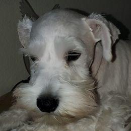 Miniature Schnauzers from Schnauzers on a Mission