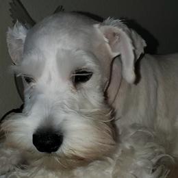 Miniature Schnauzers from Schnauzers on a Mission