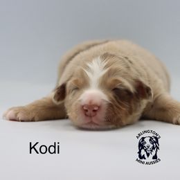 Cinnamon - Red merle female Miniature Australian Shepherd puppy in Largo, Florida from Arlington's Mini Aussies