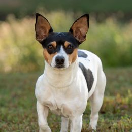 Stella Rose - Teddy Roosevelt Terrier