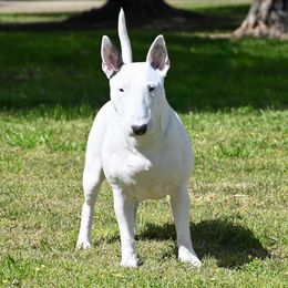 Bull Terrier puppies from Old England Bull Terriers