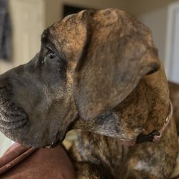 Phoenix - Great Dane