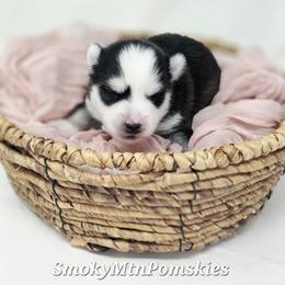 Kayce - Black and white male Pomsky puppy in Christiana, Tennessee from Smoky Mountain Pomskies