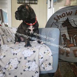 Red Collar - Brindle female Great Dane puppy in Alton, Illinois from Show Me Great Danes and Basset Hounds