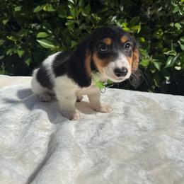 Hunter - Piebald male Dachshund puppy in Temecula, California from Naomi Magee's Dachshund Kennel