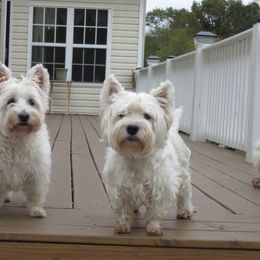 West Highland White Terrier Puppies from Kilmartin Westies