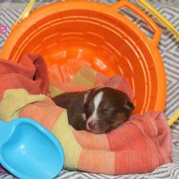 Charlotte - Red tri-color female Australian Shepherd puppy in Massachusetts from Knauer Australian Shepherds
