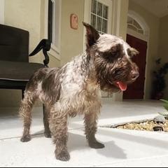 Brown  - Miniature Schnauzer