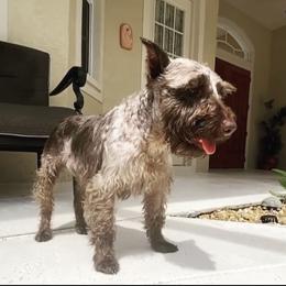 Brown  - Miniature Schnauzer