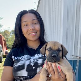 Boerboel Puppies from Heritage Boerboels