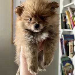 Pomeranian and Shih Tzu Puppies from Laik’s Little Shihtz & Poms
