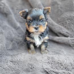 Stud - Black and gold male Yorkshire Terrier puppy in Middleton, Idaho from Rocky Mountain Yorkies