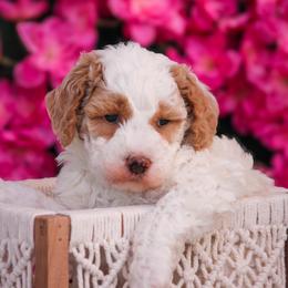 Jess - White male Bernedoodle puppy in Longview, Texas from Furry Tail Doodles