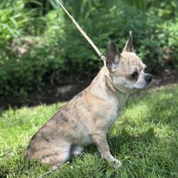 Spud - Chihuahua
